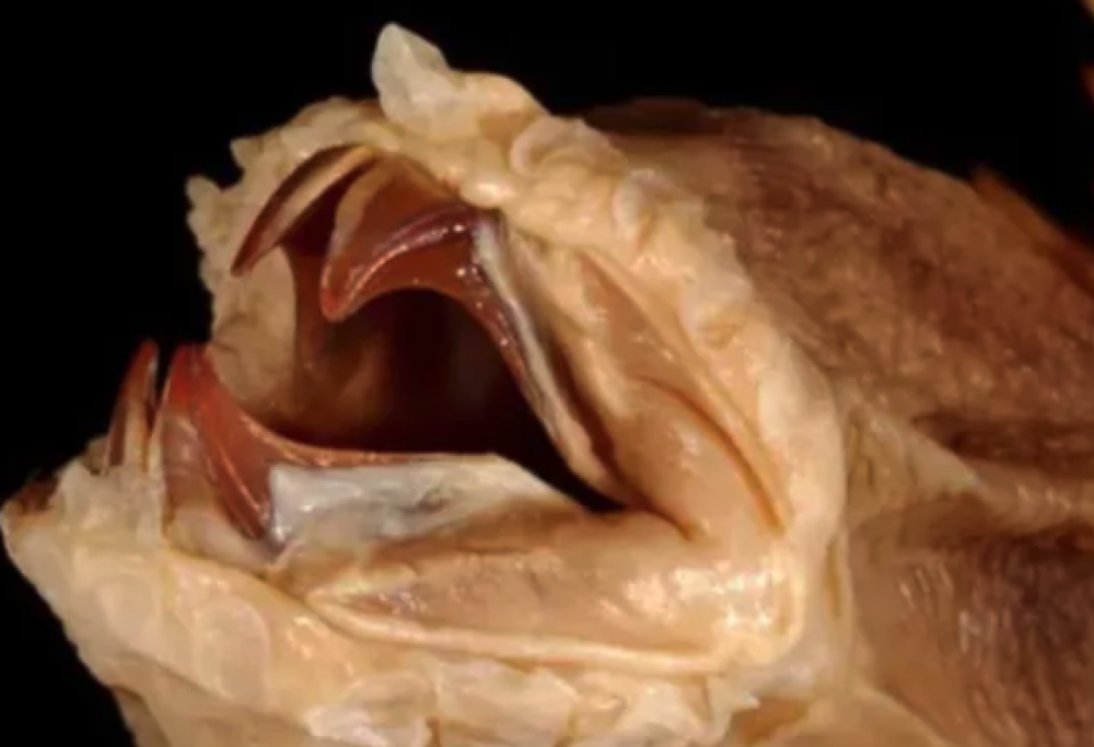 Scoperto un verme con zanne retrattili