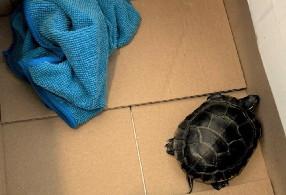 Fermato in aeroporto con tartaruga nei pantaloni