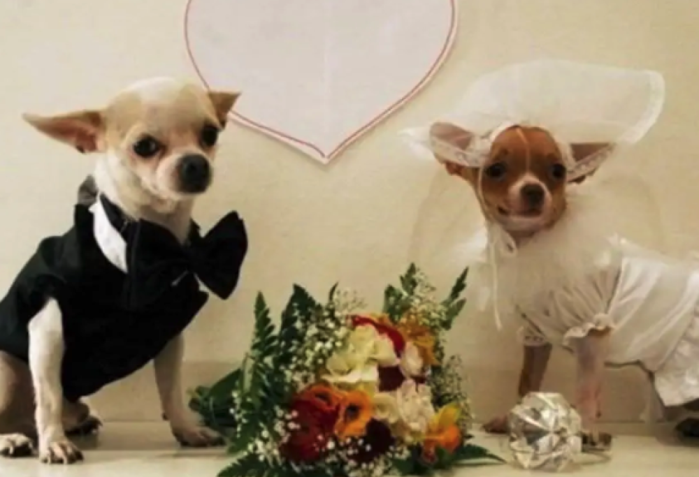 Le presentano un solo uomo e pure brutto