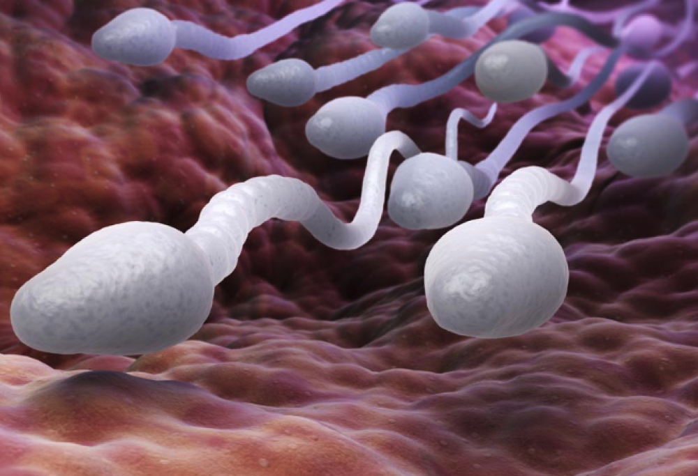 A Los Angeles la prima gara di spermatozoi al mondo