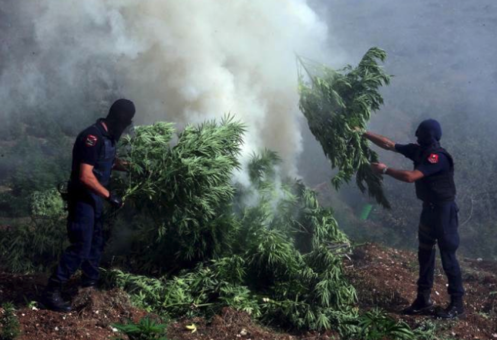 Polizia brucia tonnellate di marijuana, città intossicata