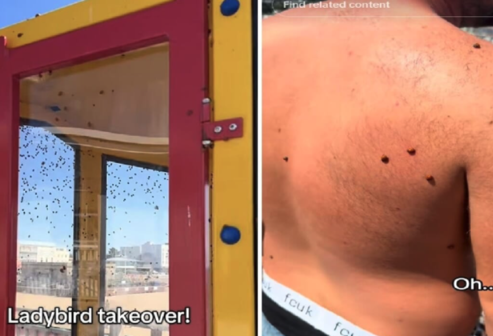 Invasione di coccinelle in spiaggia