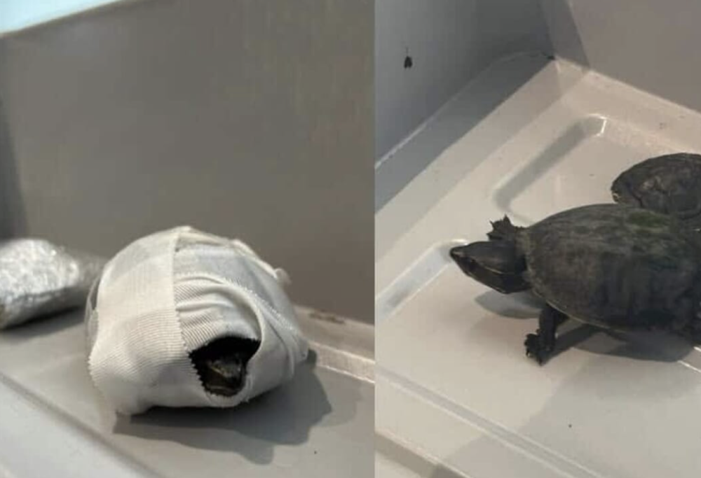 Donna nasconde due tartarughe nel reggiseno