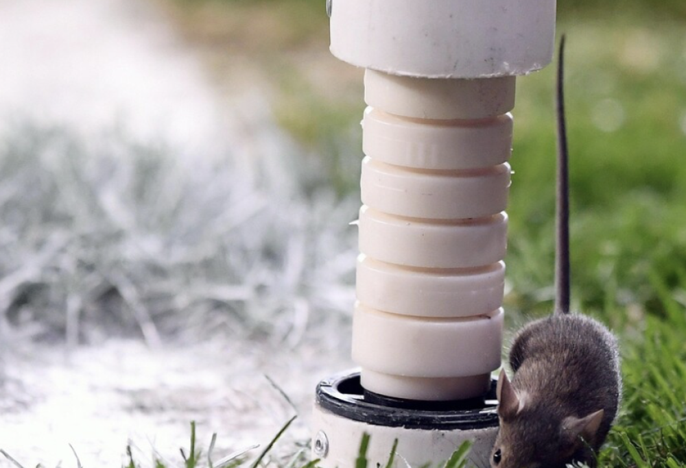 Treviso, esche al prosecco per eliminare i topi