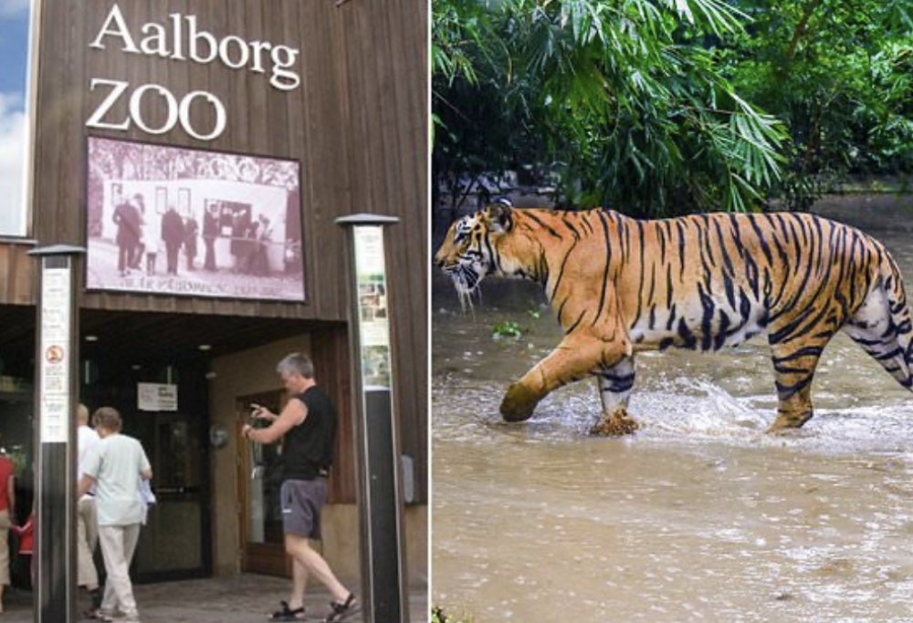 Non vuoi più il tuo animale? Lo diamo alle tigri