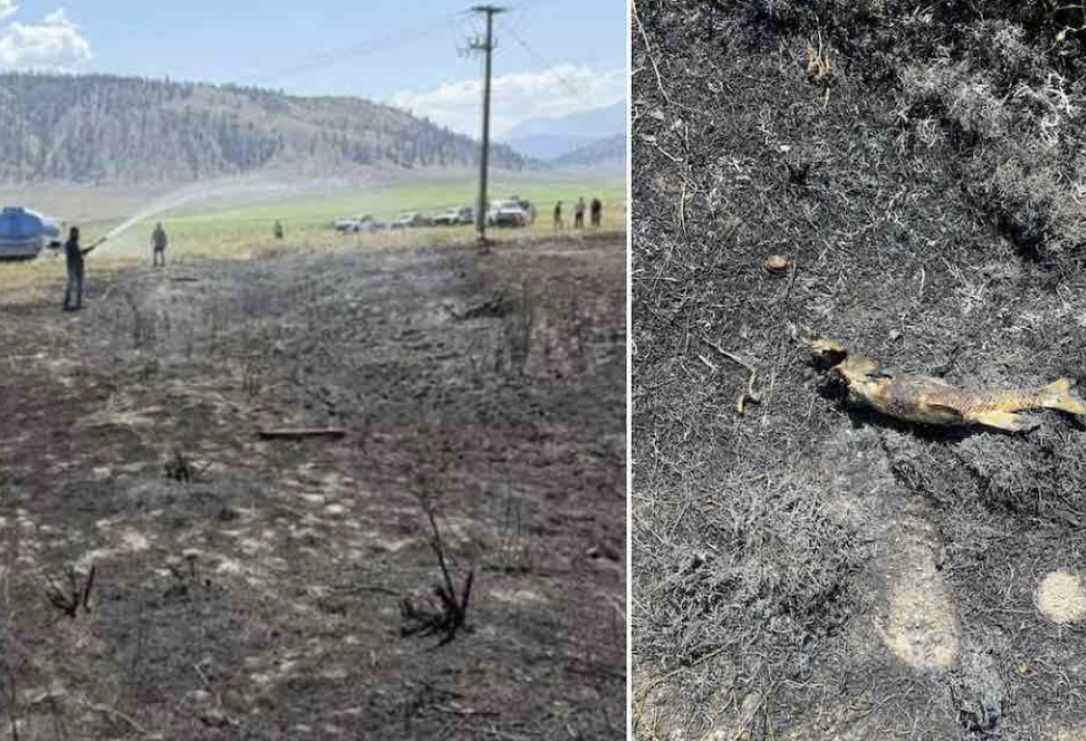 Un pesce cade dal cielo e scatena un incendio