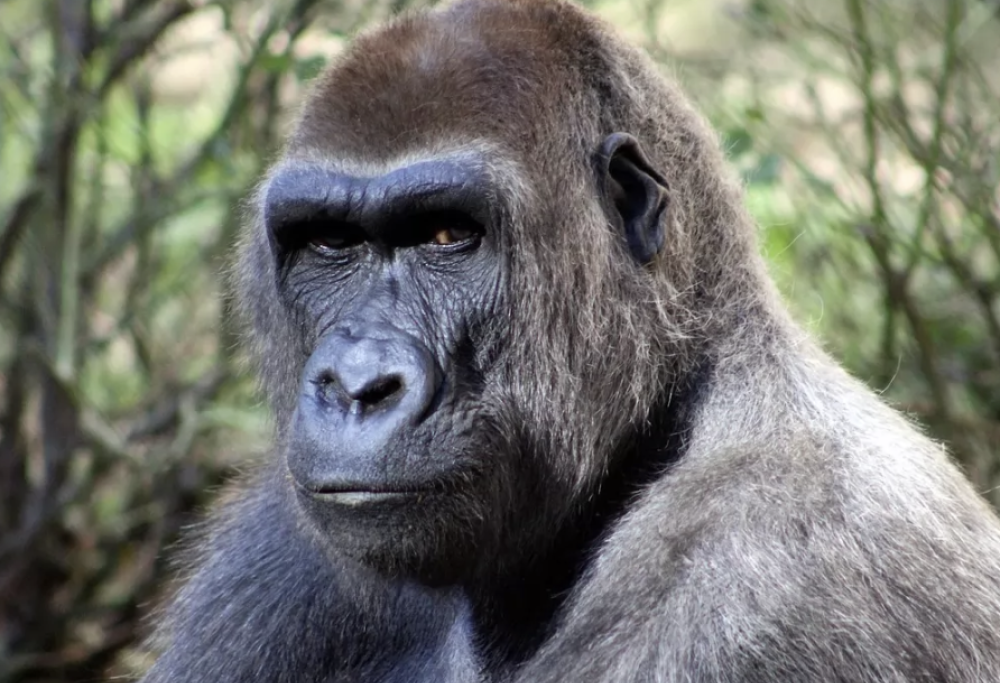 Il maschio alfa? Non esiste