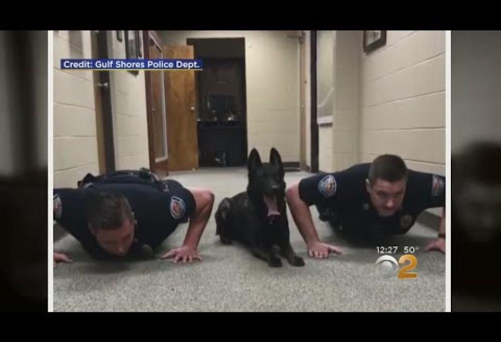 L’incredibile cane poliziotto che si allena facendo le flessioni
