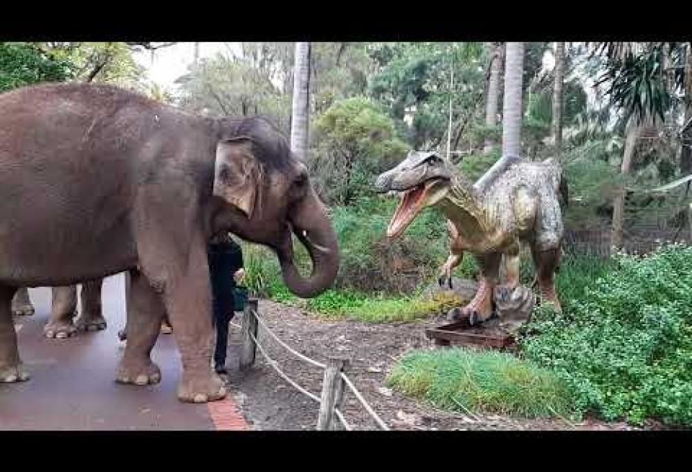 Gli elefanti cercano di fare amicizia con i dinosauri: il bellissimo video
