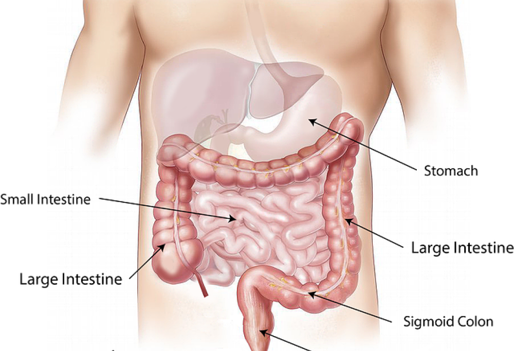 Respirare dal retto, nuova tecnica per somministrare ossigeno