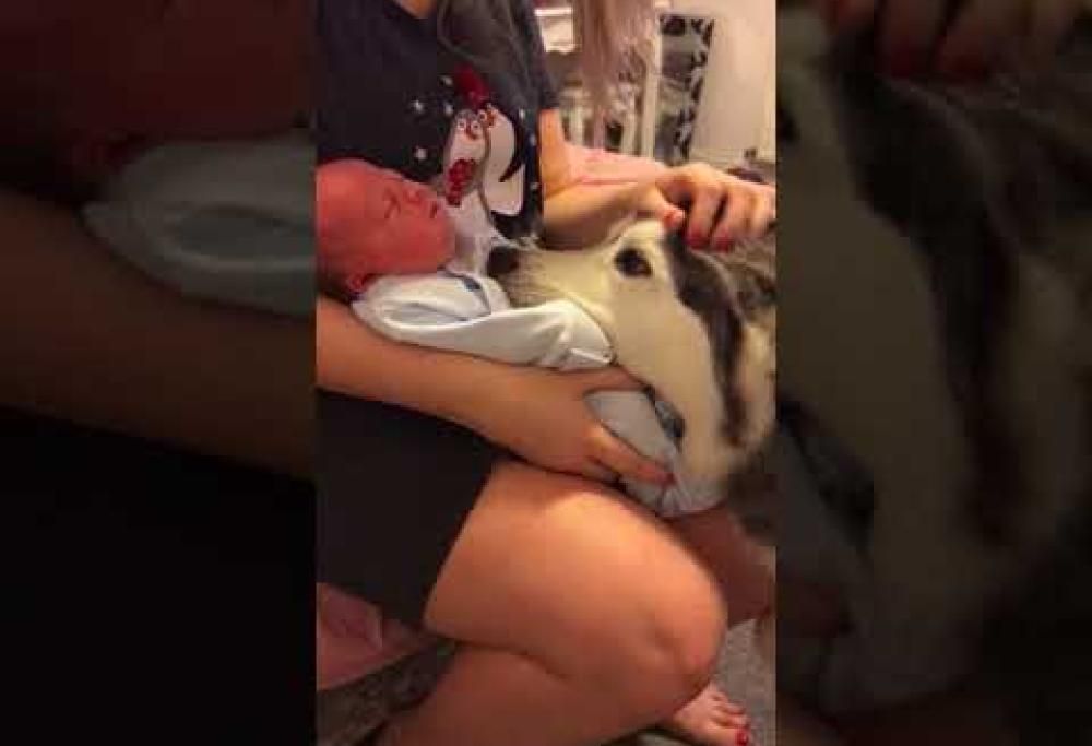 Il dolce video dell’husky che fa da baby sitter a un neonato