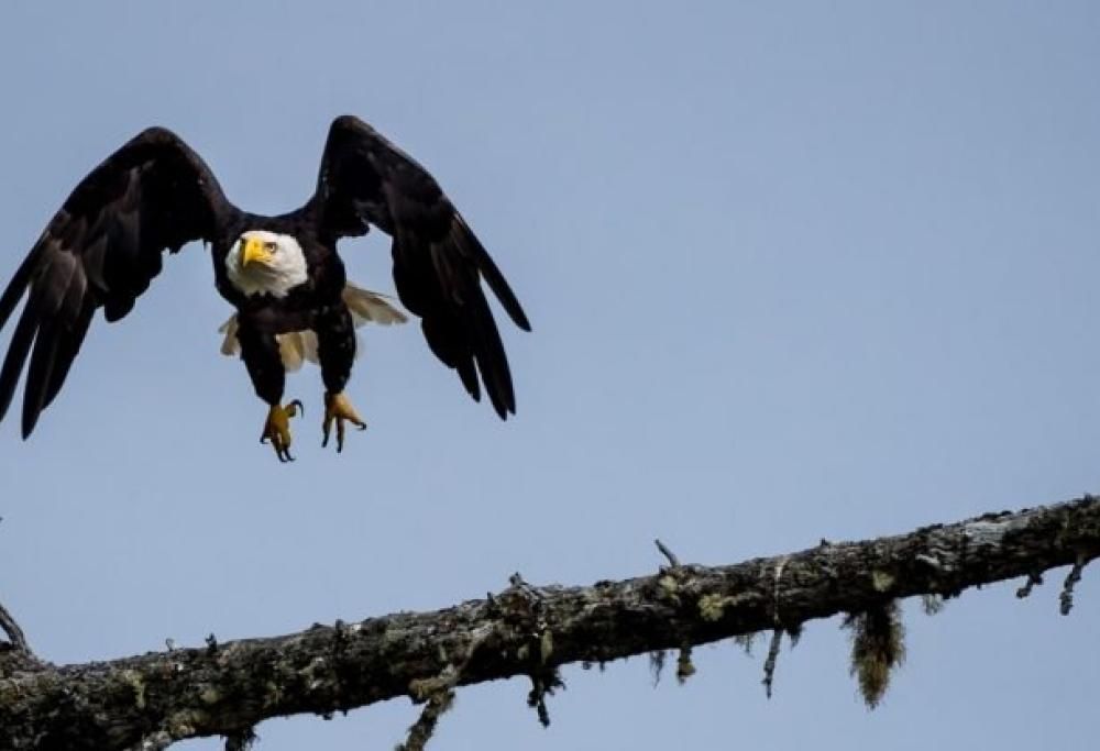 Aquila attacca drone del governo facendolo precipitare