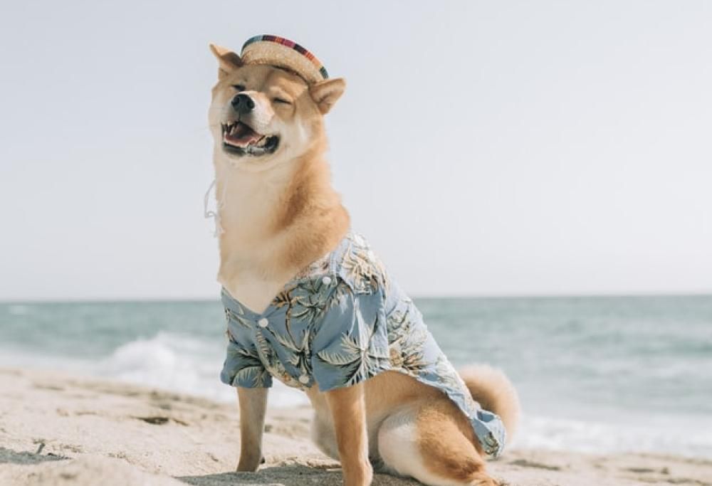Tenete i pelosi al fresco!
