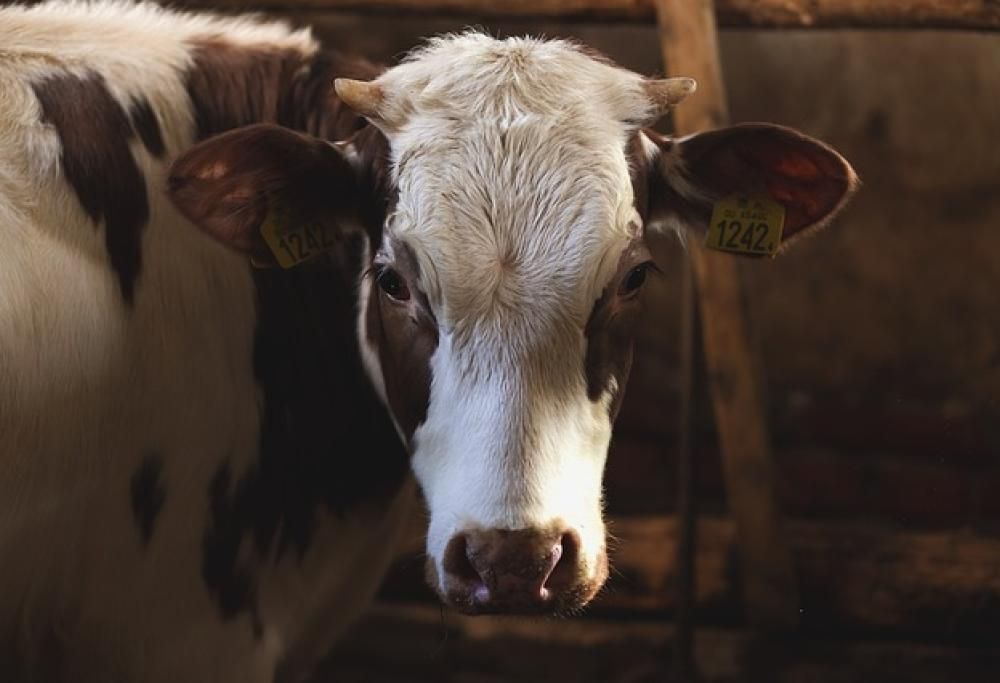 Quando le scoregge fanno danni