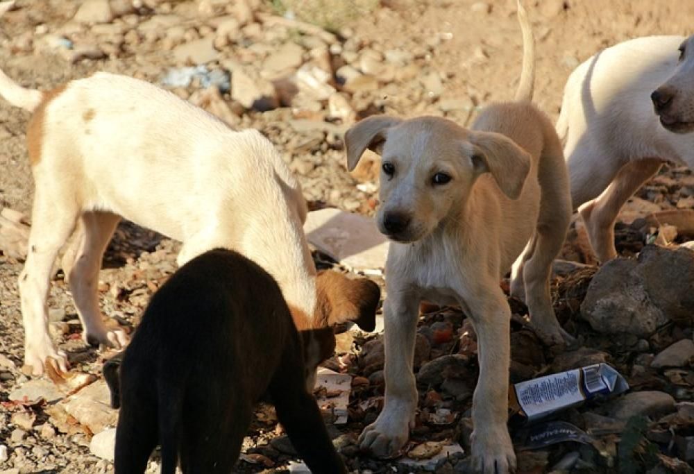 Pene più severe per chi maltratta gli animali