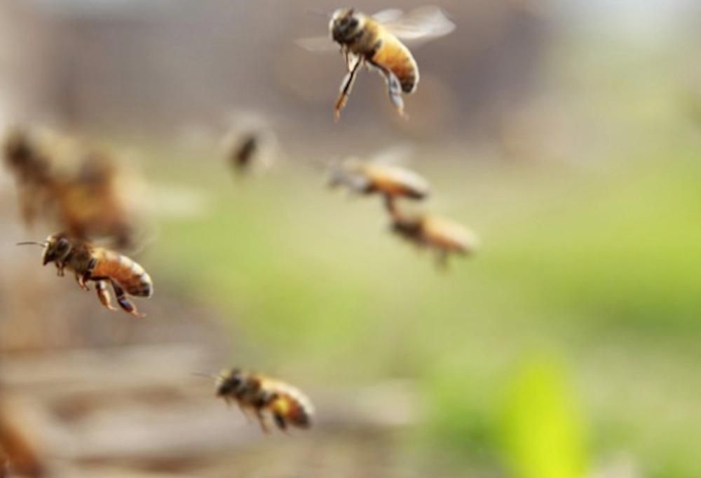 L’uomo si presenta per protestare con un carico di api da liberare in caso di emergenza