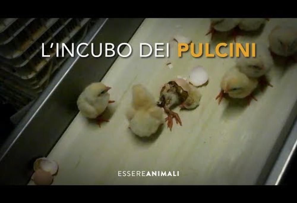 Video shock: pulcini tritati vivi. La crudeltà dell’industria della carne