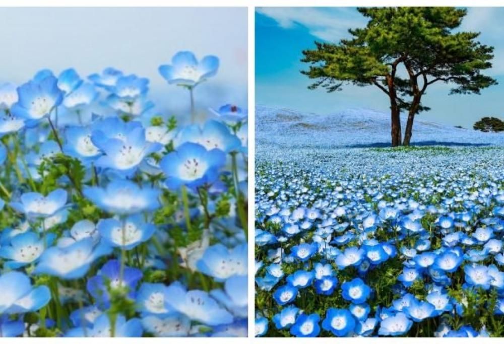 4,5 milioni di fiori sbocciano nel parco giapponese! Uno spettacolo della natura incredibile