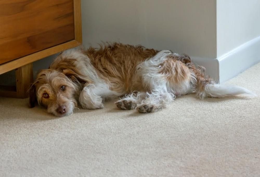 Parliamo di… cacca!