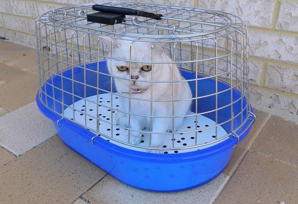 Aiuto, si va dal veterinario!