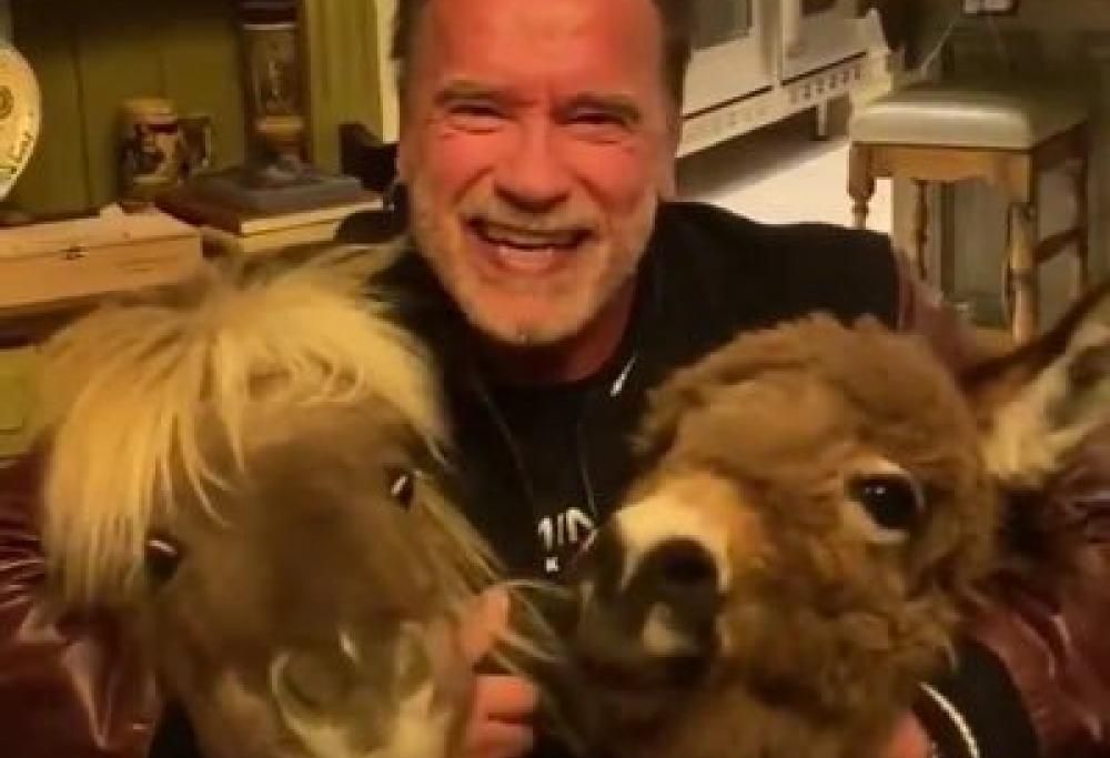 Arnold Schwarzenegger sta passando la sua quarantena con un asino e un cavallo