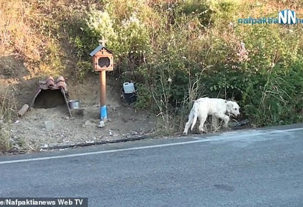 Padrone muore, cane lo aspetta da 18 mesi sul luogo dell’incidente
