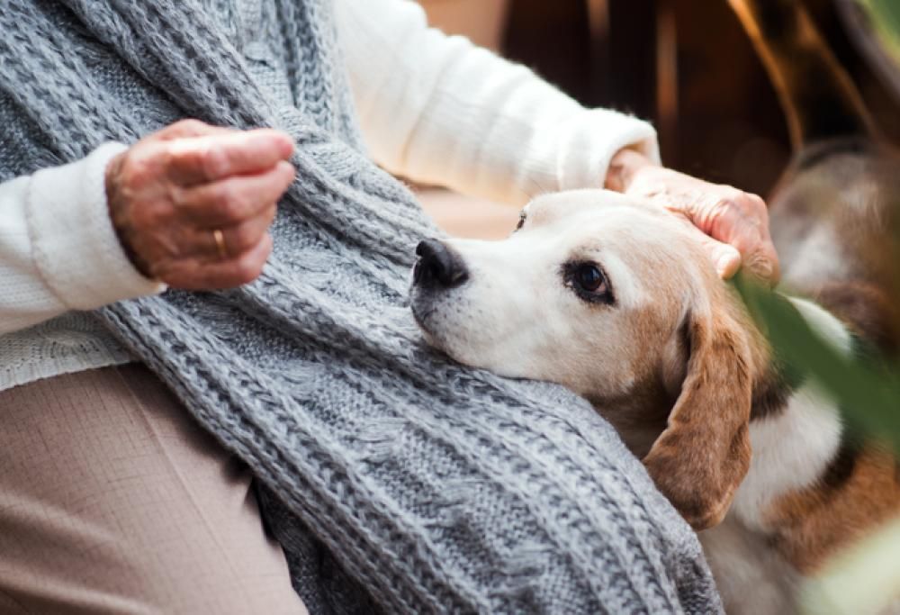 L’anziana padrona muore in casa insieme al cane: la storia commovente