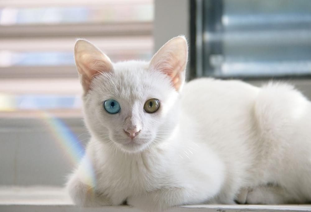 Conoscete i gatti di Van?