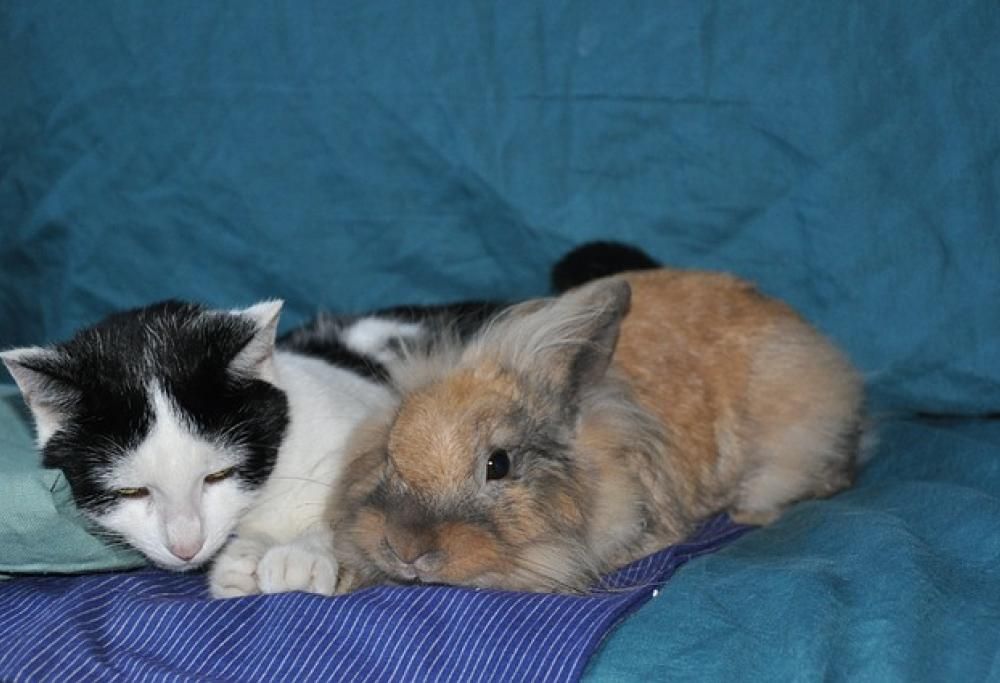 Gatti: convivenze difficili ma non impossibili