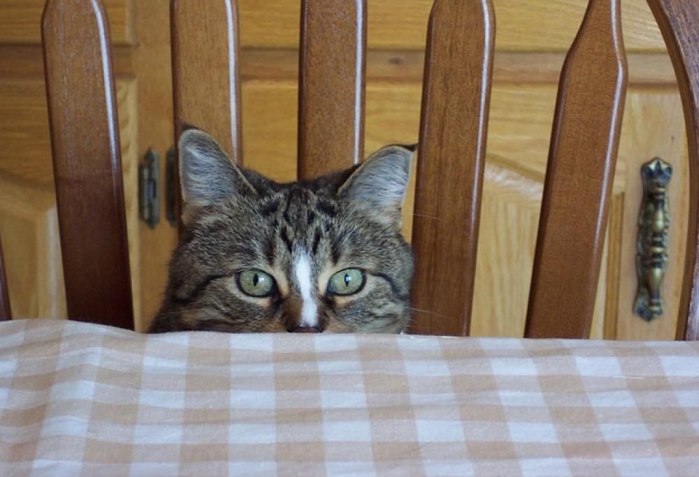 Il mio gatto rovescia tutto: perché?