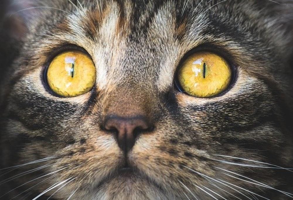 Cose inquietanti (e inspiegabili) che fa il gatto