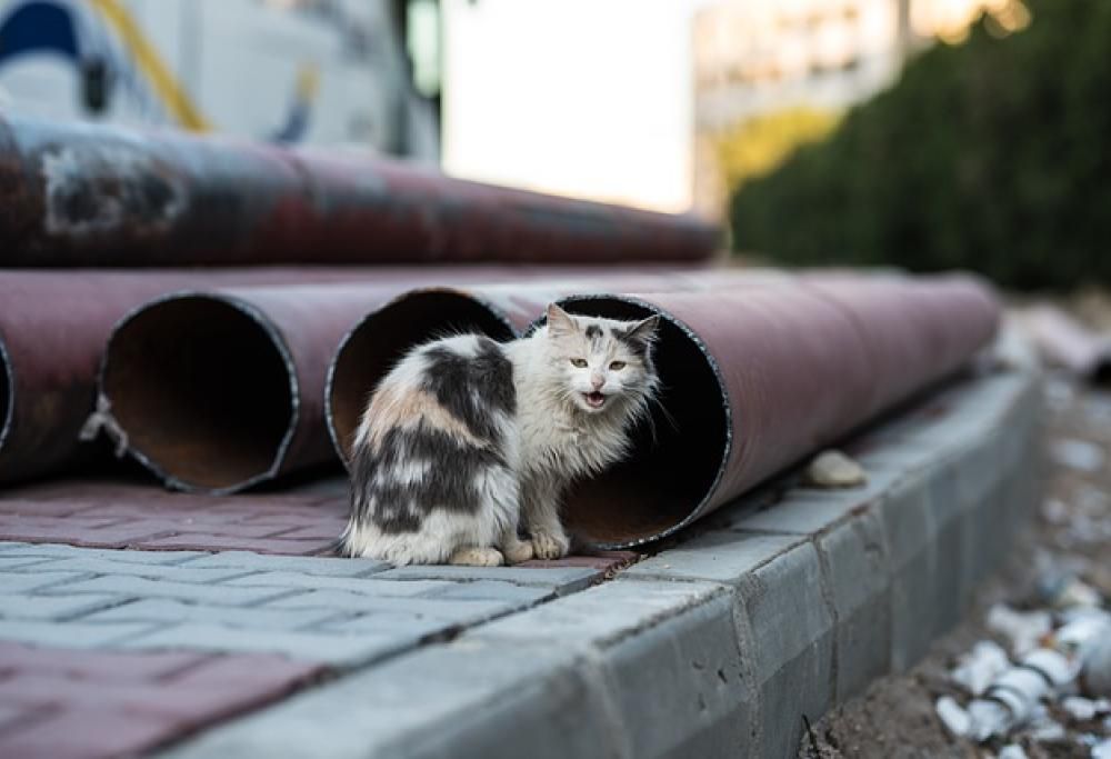 Un colpo di clacson e salvi la vita al gatto