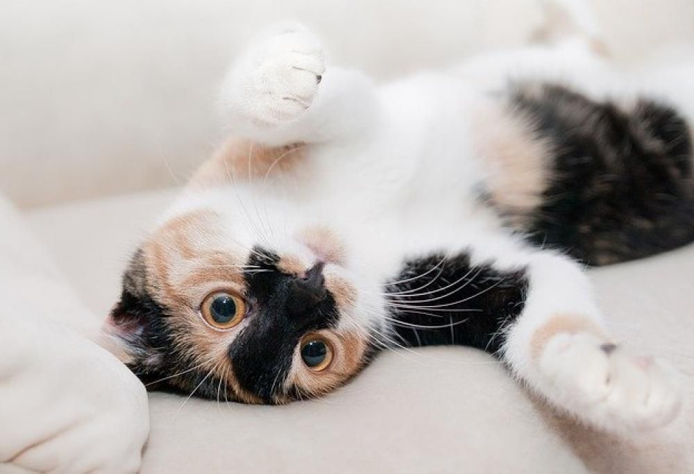 La Giornata Nazionale di (Sua Maestà) il Gatto!