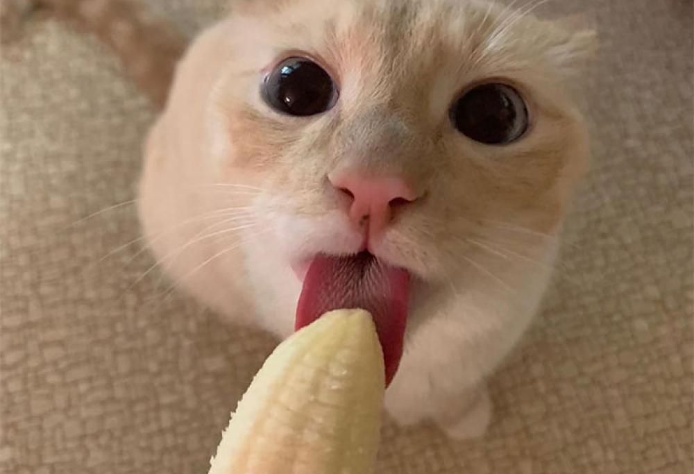 Gatto ossessionato dalle banane diventa virale nel web per via delle foto inappropriate!