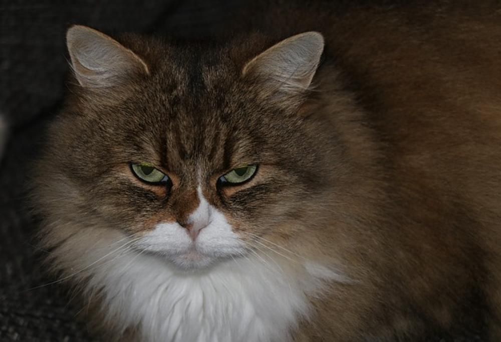 Perché il gatto si offende (ed è solo colpa nostra)