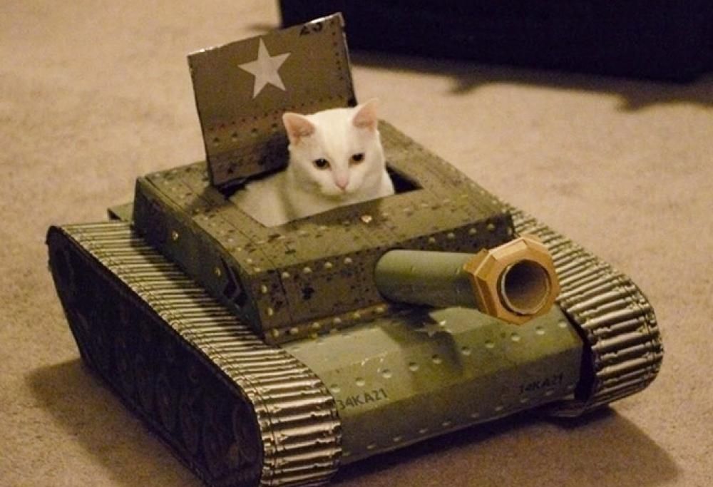 Gente annoiata ha iniziato a costruire carri armati di cartone per i propri gatti