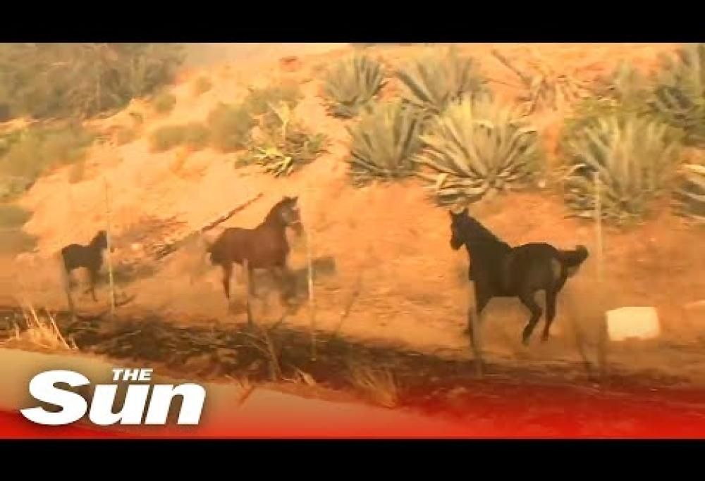 California: cavallo sfida le fiamme per mettere in salvo la famiglia