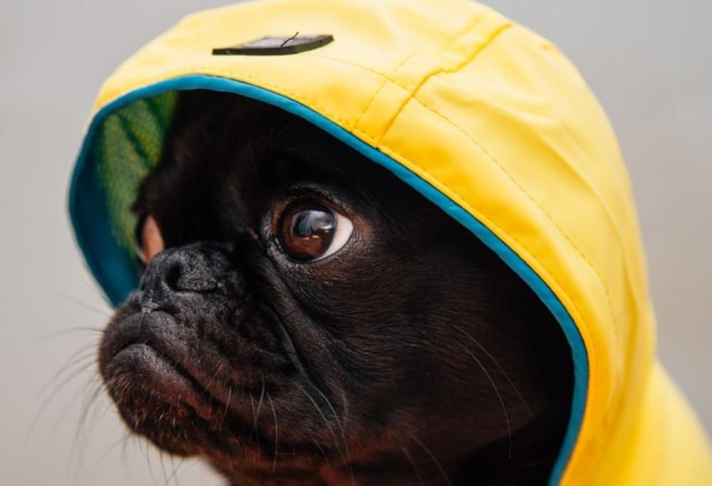 Il cane prevede il cambiamento del tempo?