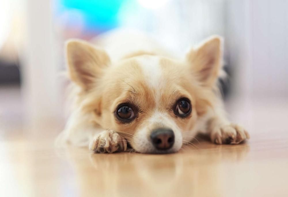 I ladri entrano in casa, il cagnolino abbaia e lo affogano nel water