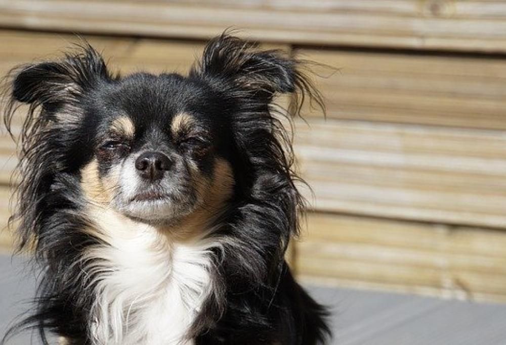 Il mio cane ha la forfora: che fare?