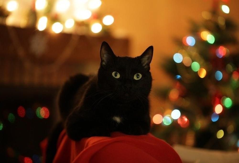 Buon anno! (Ma senza il botto)