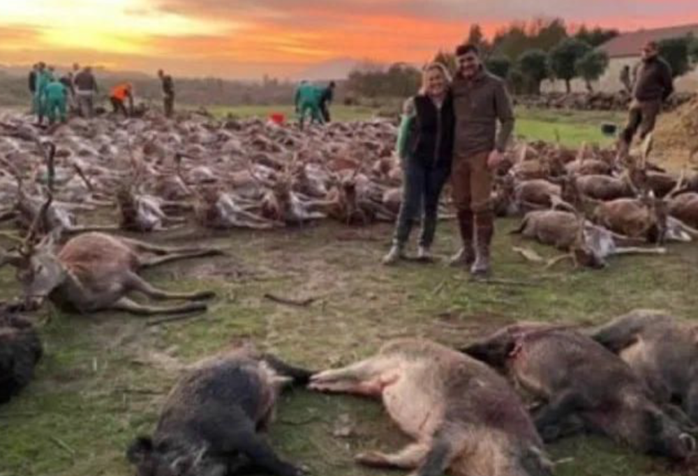 Portogallo, 16 cacciatori spagnoli uccidono 540 animali tra cervi e cinghiali