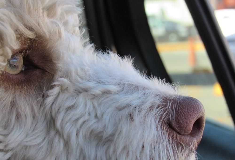 Cosa si rischia a lasciare il cane in auto in estate