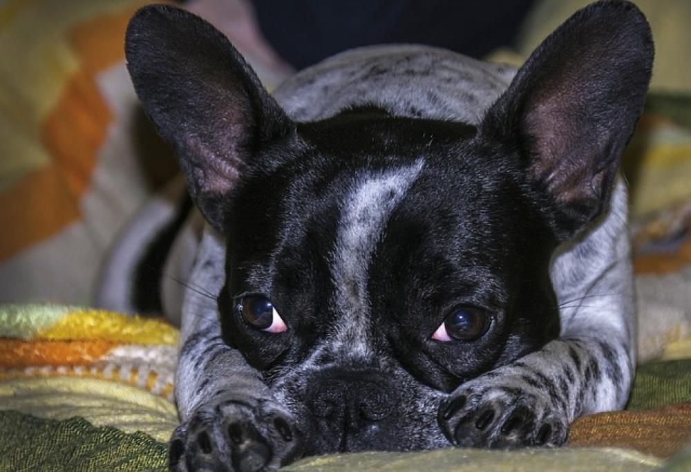 Cani che di notte non dormono