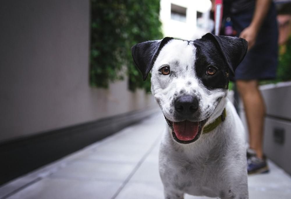 Il dog sitter diventa una professione in Piemonte