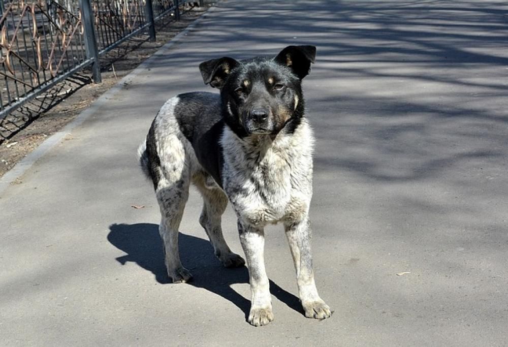 Cosa fare se si trova un cane per strada?