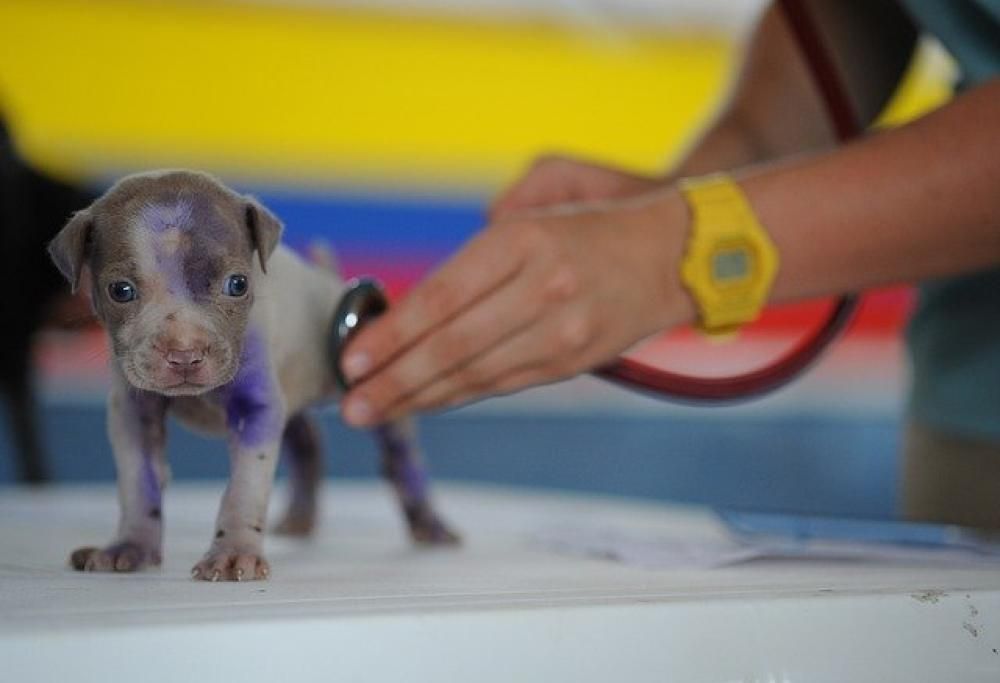 Il mio cane è un donatore di sangue