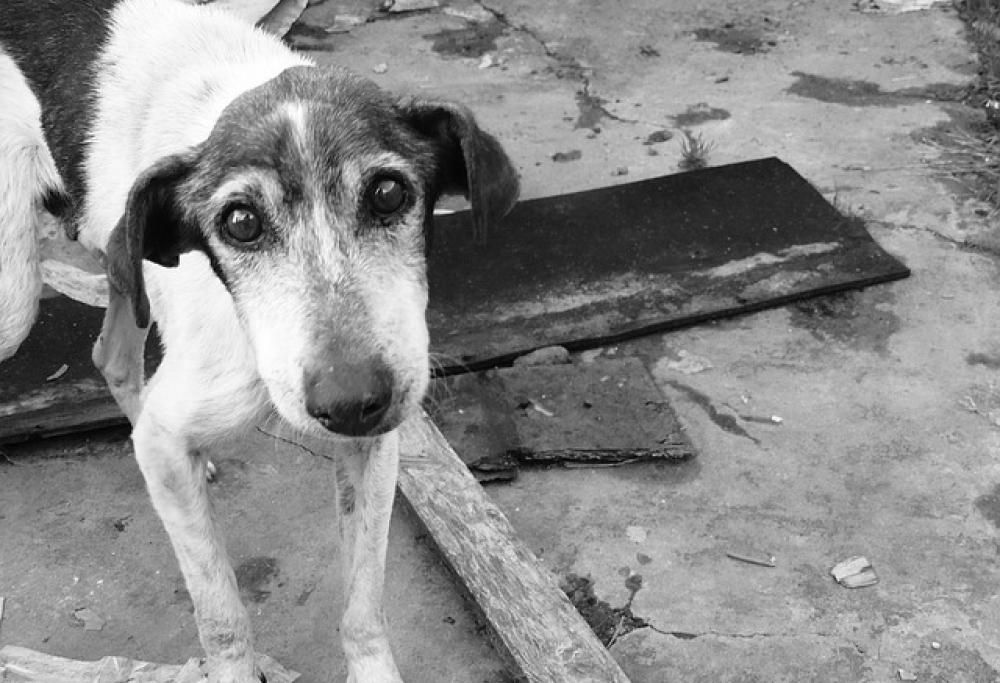 Salvati 29 cani da un uomo crudele