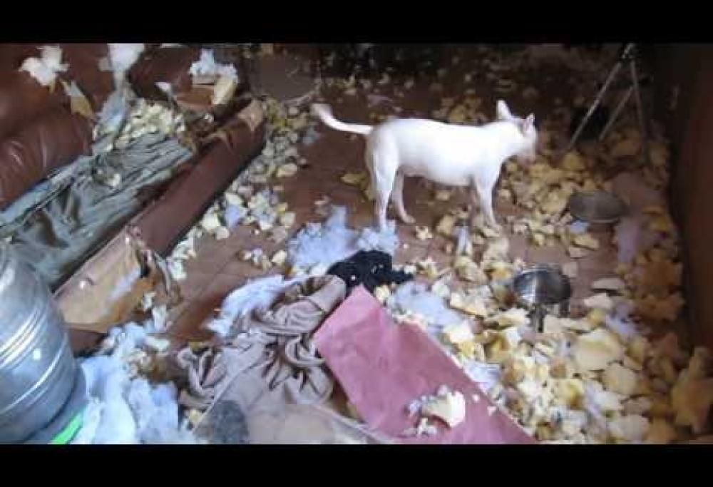 I cani che distruggono casa