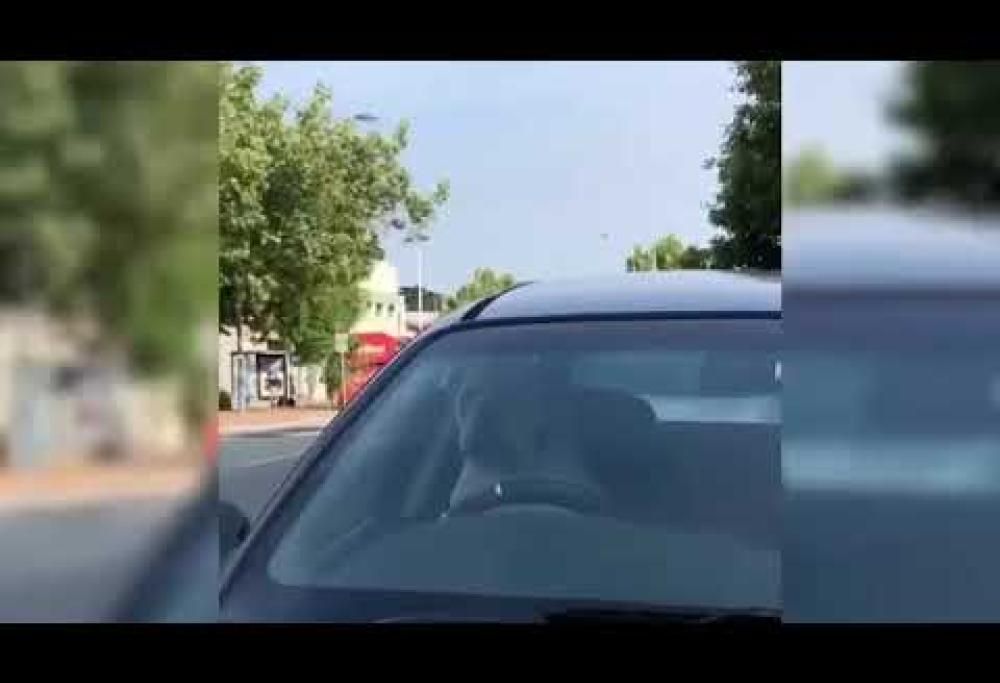Cane “infastidito” suona il clacson in attesa del padrone [video]